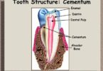Difference Between Cementum Dentin Enamel ALVEOLAR BONE and Pulp