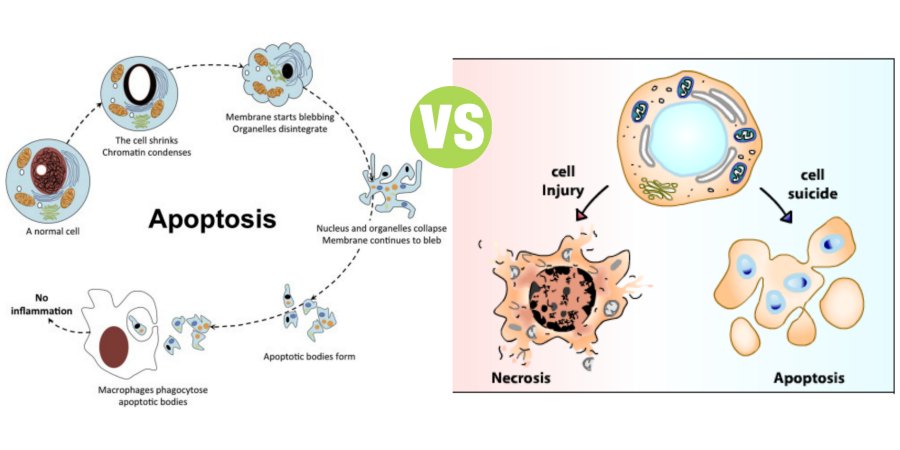 Difference Between Apoptosis and Necrosis