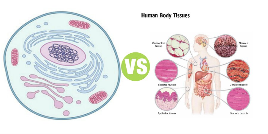 Difference Between Cell and Tissue