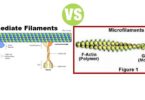 Difference Between Intermediate Filaments and Microfilaments