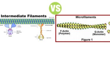 Difference Between Intermediate Filaments and Microfilaments
