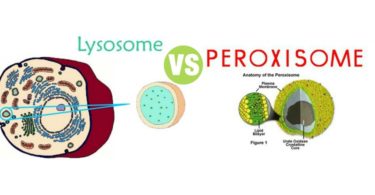 Difference Between Lysosomes and Peroxisomes