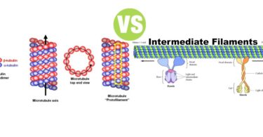 Difference Between Microtubules and Intermediate Filaments