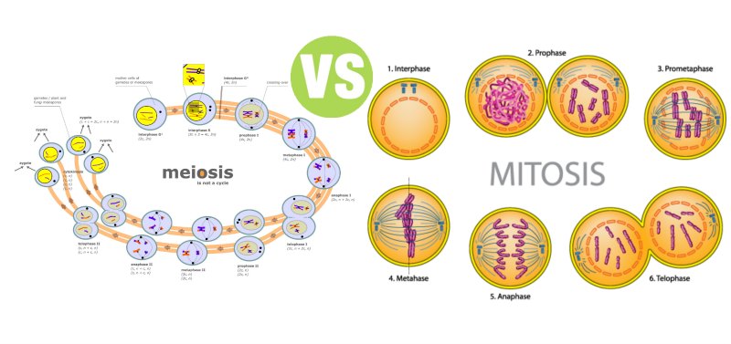 Difference Between Mitosis and Meiosis