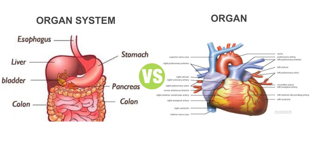 Difference Between Organ and Organ System