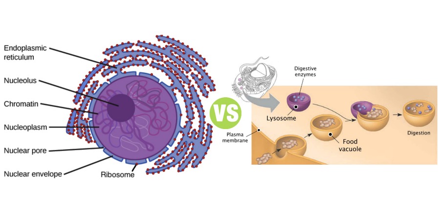Difference Between Ribosomes and Lysosomes