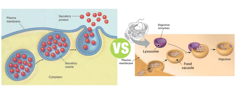Difference Between Secretory Vesicles and Lysosomes