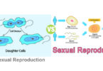 Difference Between Sexual and Asexual Reproduction