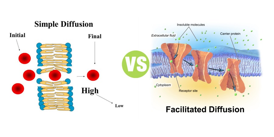 Difference Between Simple Diffusion and Facilitated Diffusion