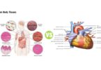 Difference Between Tissue and Organ