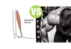 Difference Between Atrophy and Hypertrophy