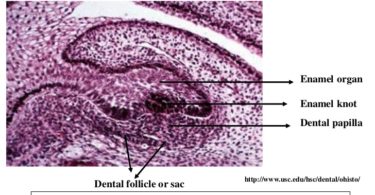 Difference Between Dental Papilla and Dental Follicle