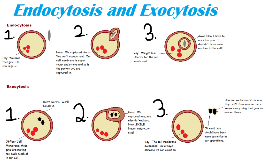 how are endocytosis and exocytosis different
