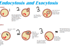 Difference Between Endocytosis and Exocytosis | Endocytosis vs Exocytosis