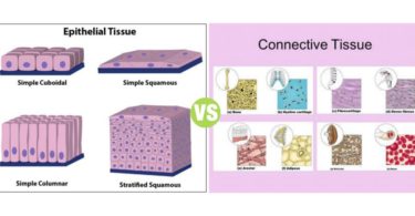 Difference Between Epithelial Tissue and Connective Tissue