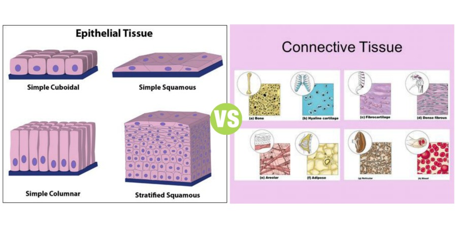 Difference Between Epithelial Tissue and Connective Tissue