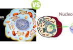 Difference Between Nucleus and Nucleolus