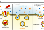 Difference Between Pinocytosis and Receptor-Mediated Endocytosis
