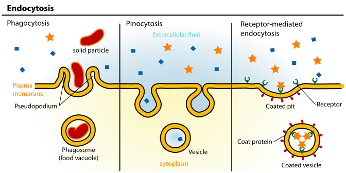 Difference Between Pinocytosis and Receptor-Mediated Endocytosis