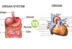 Difference Between Organ and Organ System