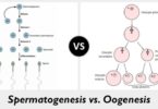 Difference Between Spermatogenesis and Oogenesis