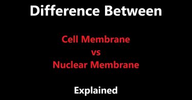Difference Between Cell Membrane and Nuclear Membrane