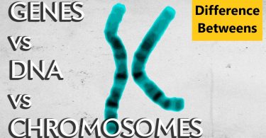 Difference Between Chromosomes and Genes