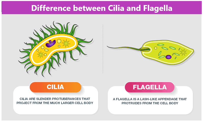 Difference between Cilia and Flagella