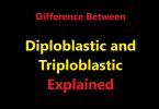 Difference Between Diploblastic and Triploblastic