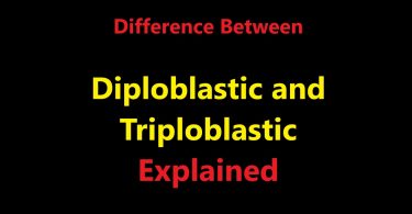 Difference Between Diploblastic and Triploblastic