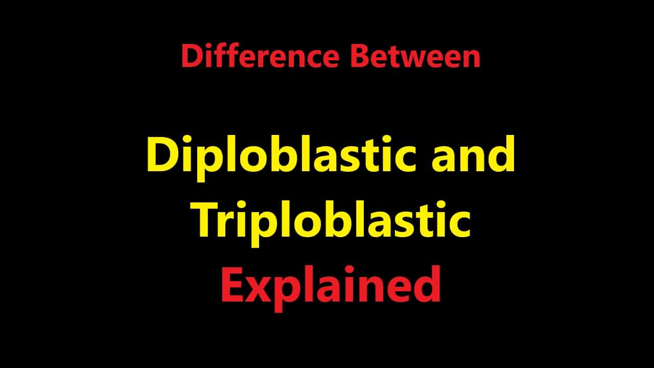 Difference Between Diploblastic and Triploblastic Explained -
