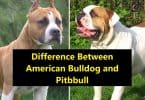 Difference Between American Bulldog and Pitbbull