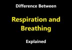 Difference Between Respiration and Breathing