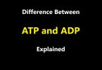 Difference Between ATP and ADP