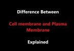Difference between Cell membrane and Plasma Membrane