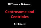 Difference between Centrosome and Centrioles