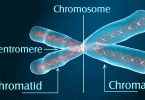 Difference between Chromosomes and Chromatids