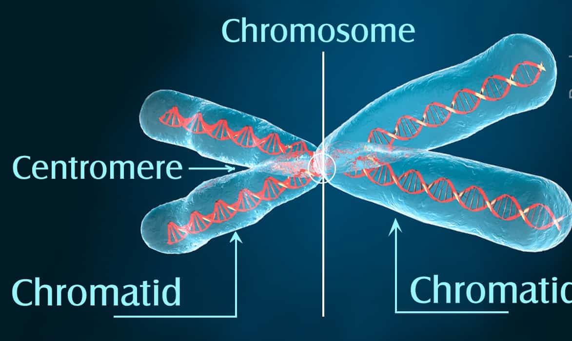 Difference between Chromosomes and Chromatids Explained -
