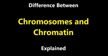 Difference between Chromosomes and Chromatin