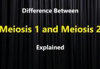 Difference between Meiosis 1 and Meiosis 2