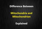 Difference between Mitochondria and Mitochondrion