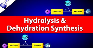 Difference Between Hydrolysis and Dehydration Synthesis