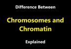 Difference Between Chromosomes and Chromatin