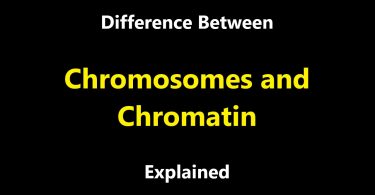 Difference Between Chromosomes and Chromatin
